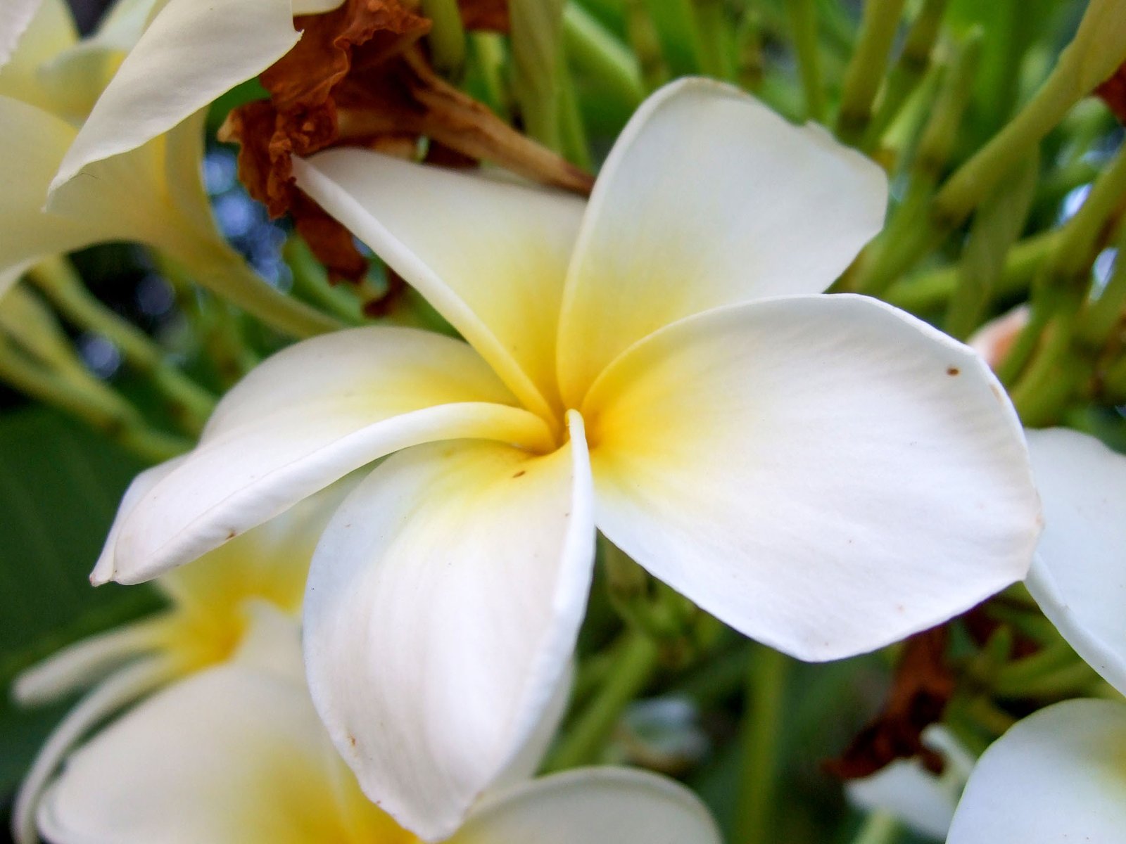 Cuban Flowers 04